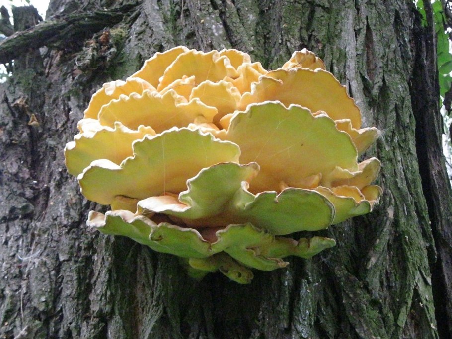 Трутовик серно-желтый Laetiporus sulphureus