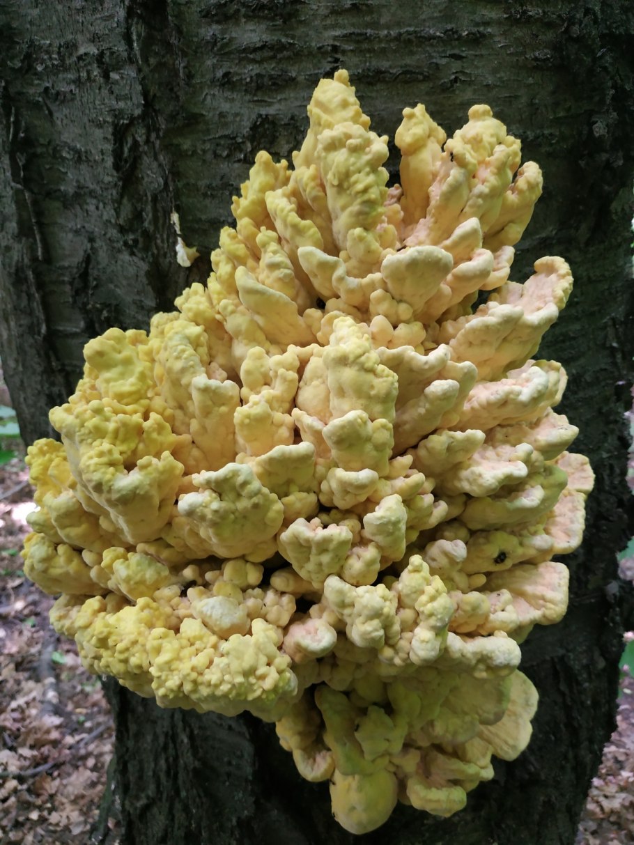 Трутовик серно желтый