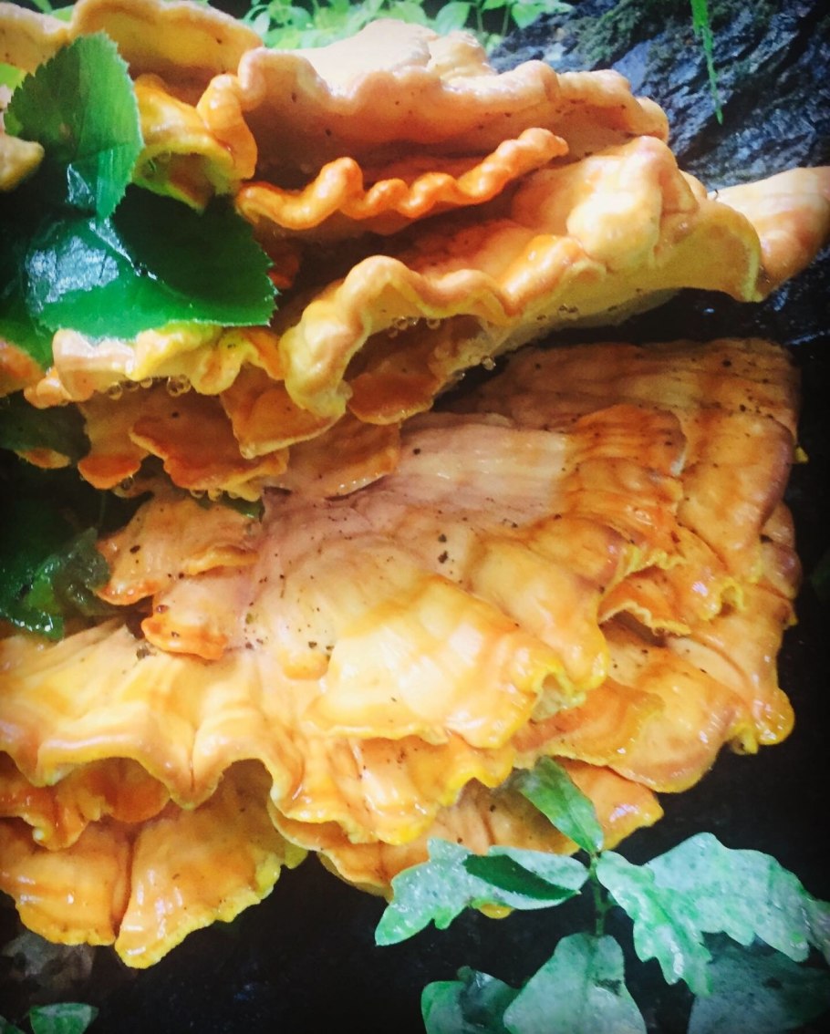 Кленовый трутовик