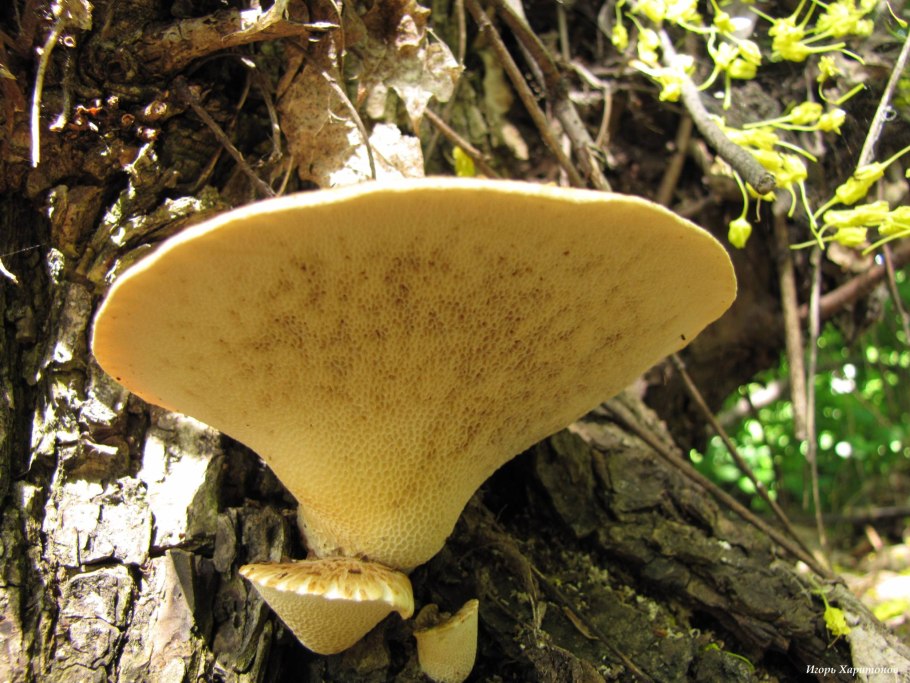 Трутовик чешуйчатый polyporus squamosus