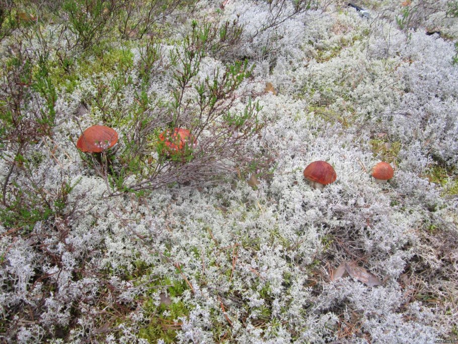 Сосновый Бор беломошник