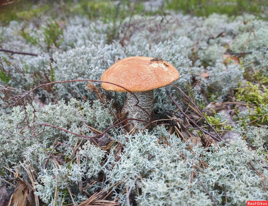 Бор беломошник