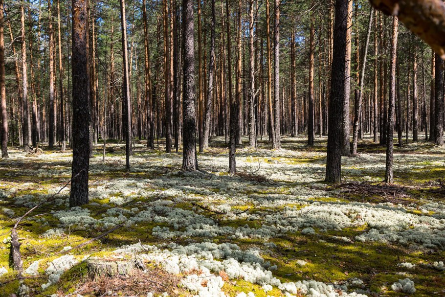 Сосновый Бор беломошник Архангельская область