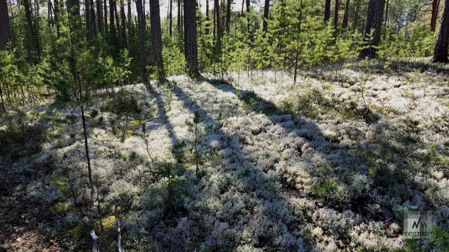 Белые грибы в беломошнике