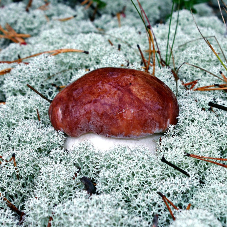 Бор ягель грибы