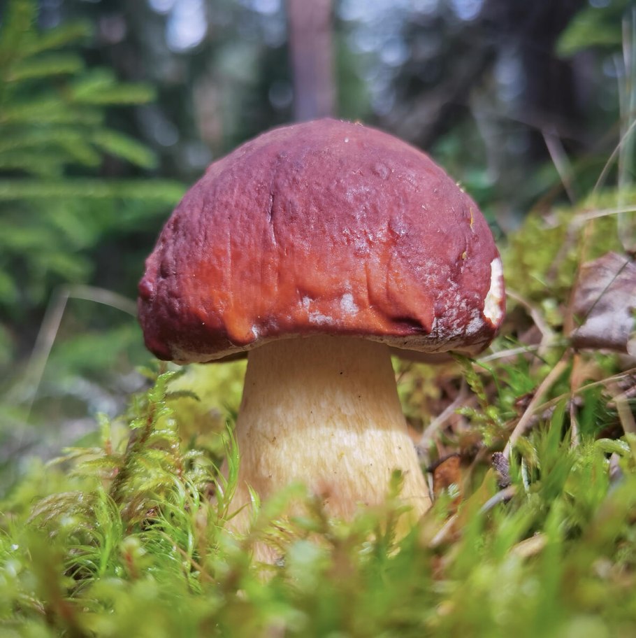 Сосновый Бор беломошник