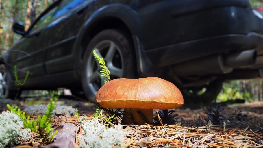 Сосновый Бор беломошник