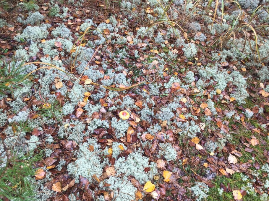 Ягель олений мох