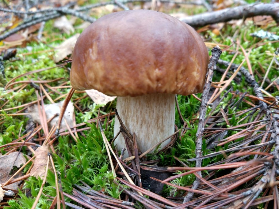 Беломошник белый гриб