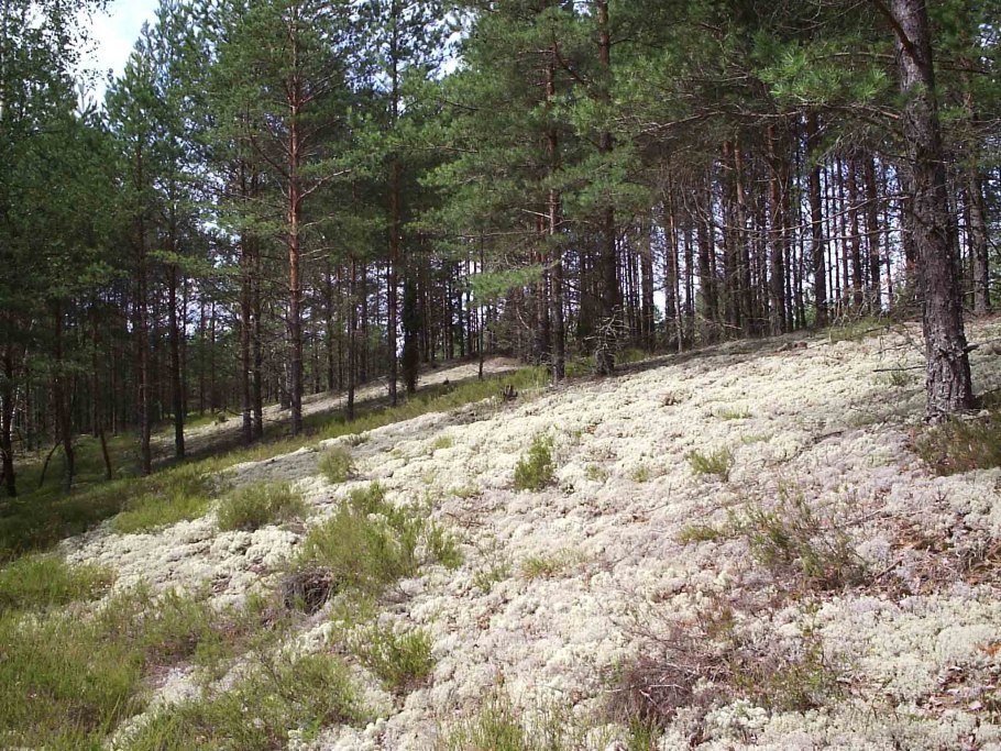 Сосновый Бор беломошник