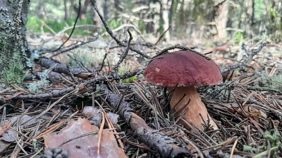 Белый мох сфагнум