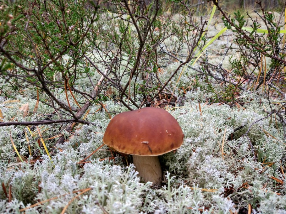 Белые грибы в беломошнике