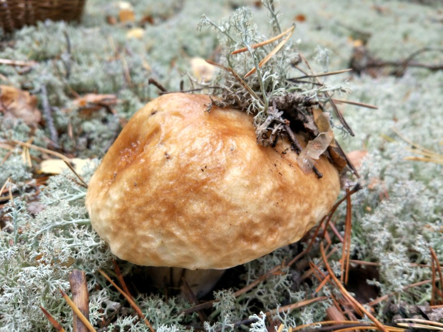 Белые грибы в беломошнике