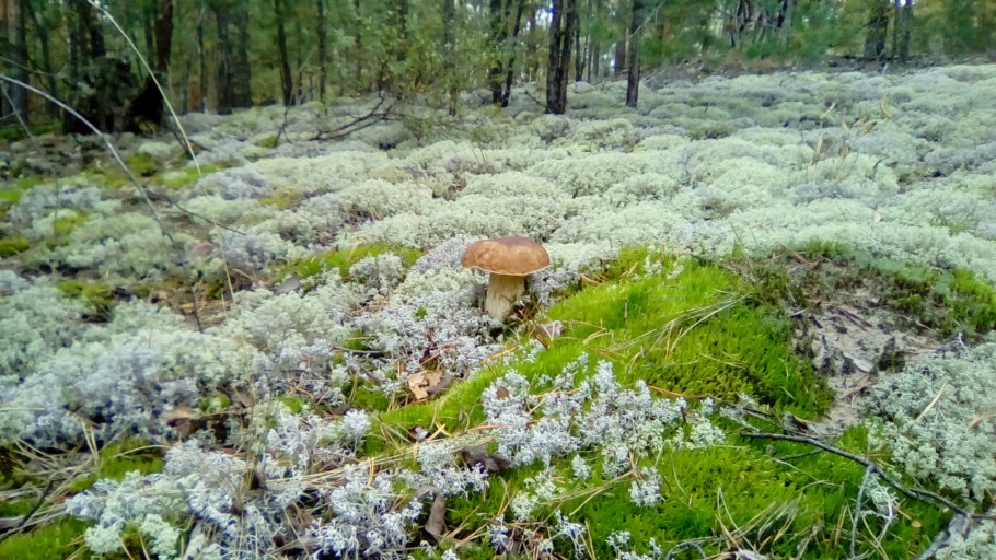 Бор ягель грибы