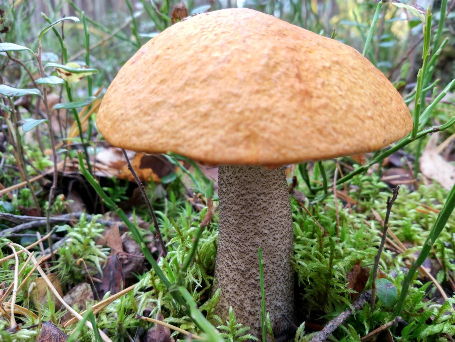 Белые грибы в лесу