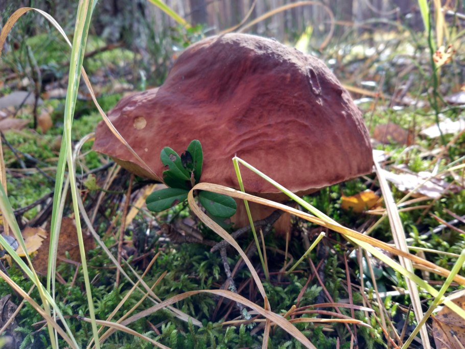 Мох беломошник