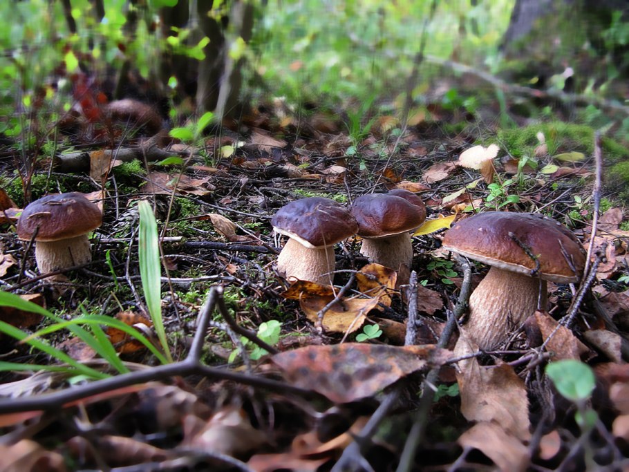 Бор ягель грибы