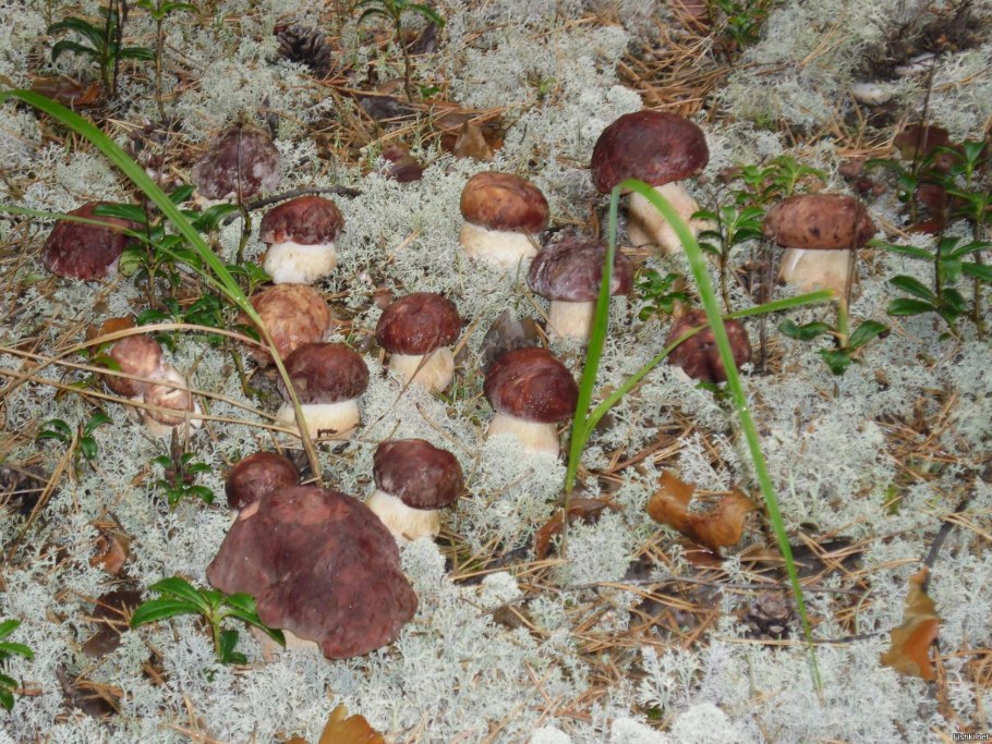 Грибы на чукотке