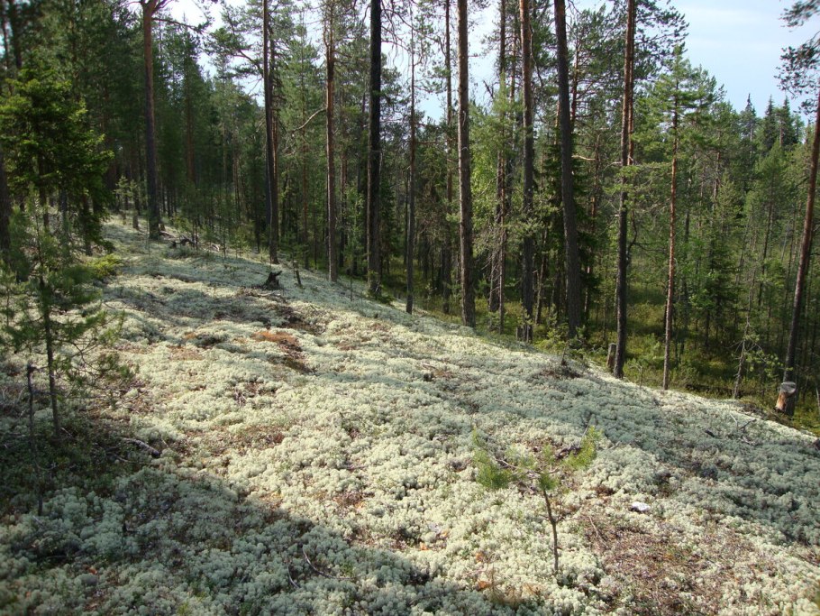 Дубна грибы на озере