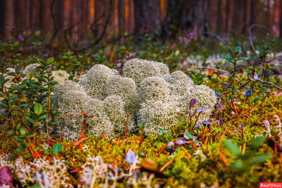 Мох кладония