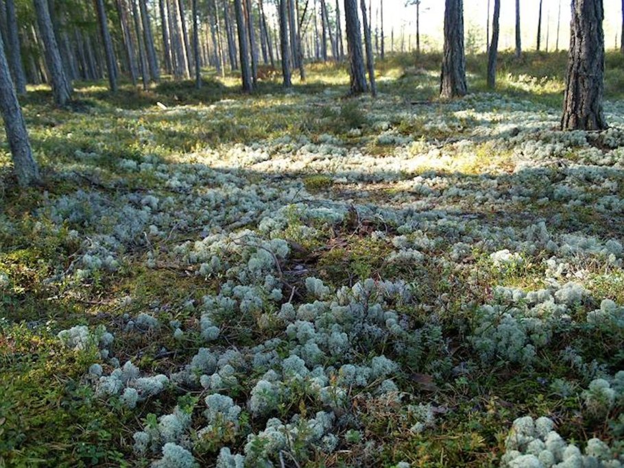 Грибы Ленинградская область грибы Сосновый Бор