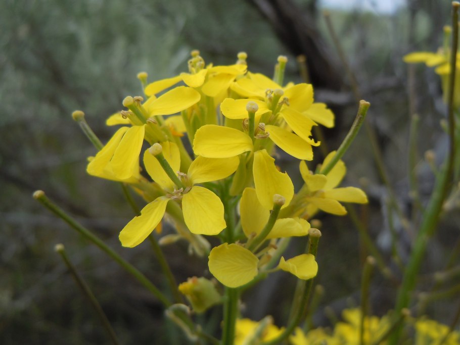 Erysimum repandum сорняк в посевах