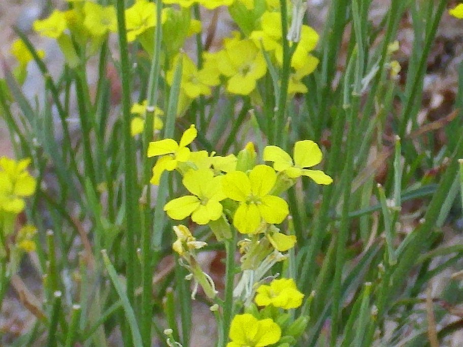 Erysimum canescens