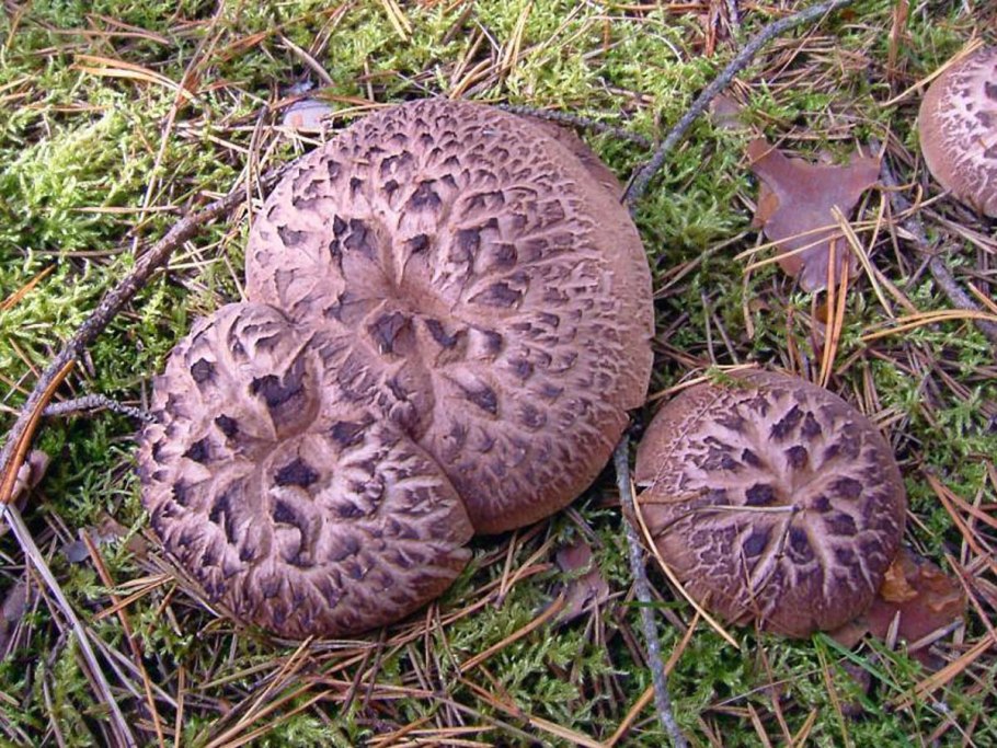 Ежовик пестрый гриб