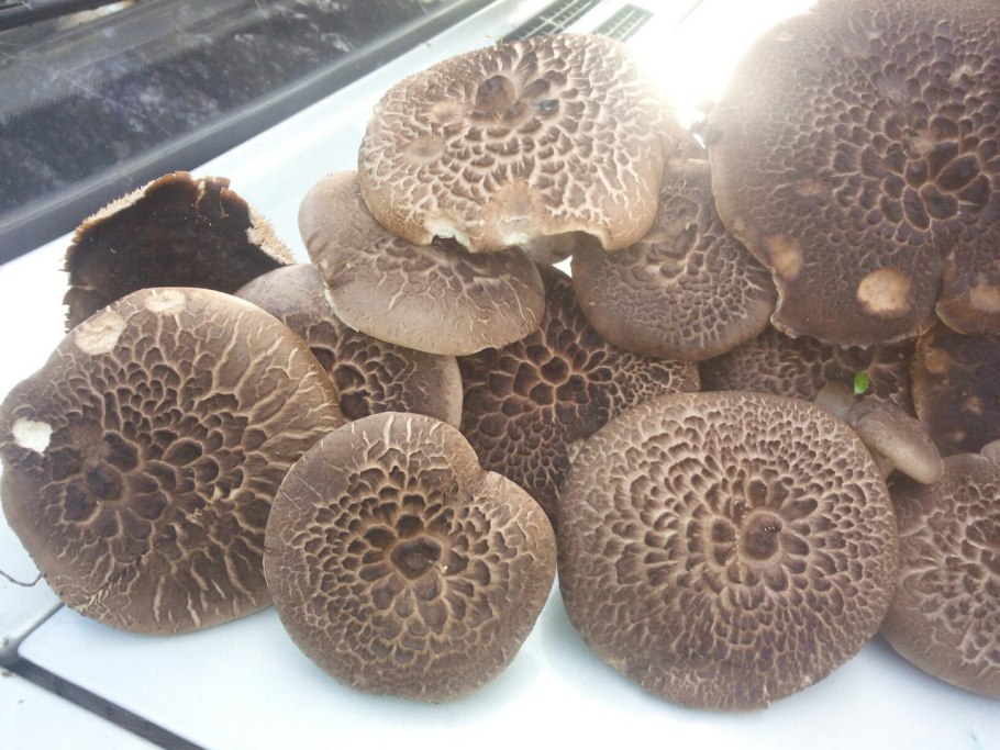 Ежовик полосатый