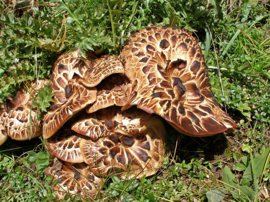 Грибы Ёжики съедобные фото