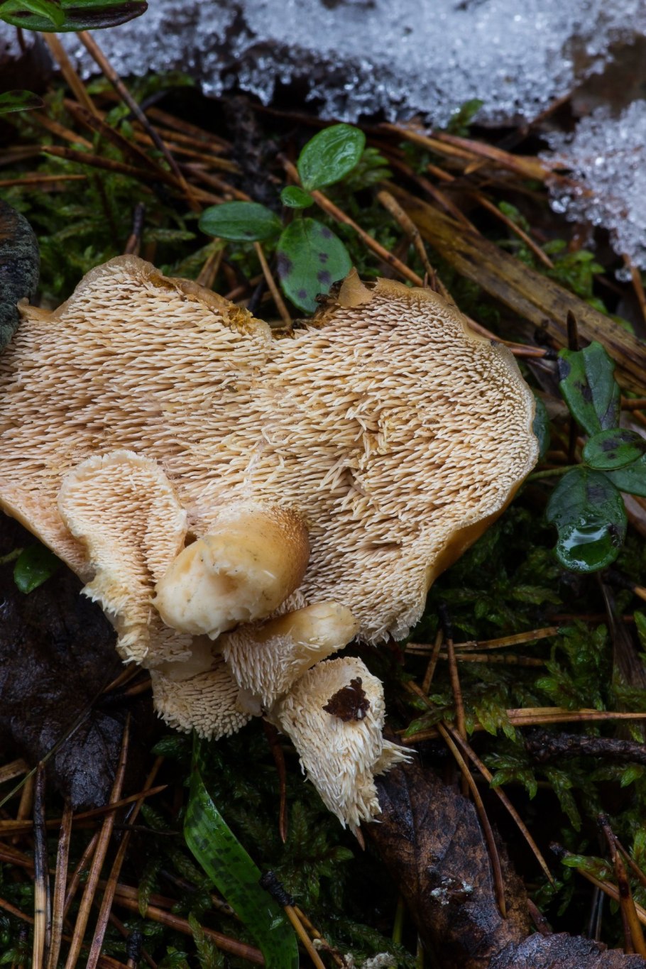 Ежовик пестрый Sarcodon imbricatus