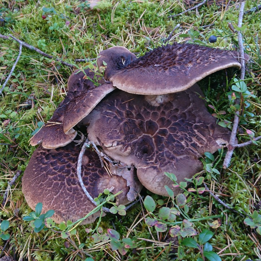 Ежовик пестрый Sarcodon imbricatus