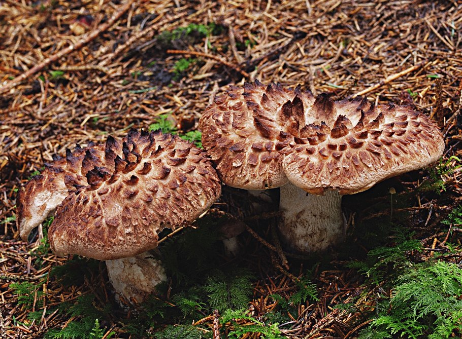 Ежовик гриб