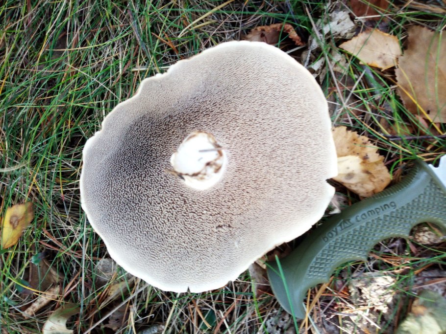 Ежевик пестрый