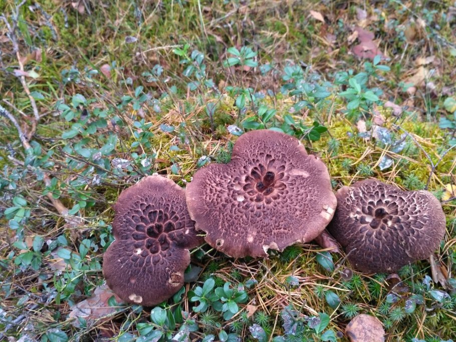 Ежовик пестрый Sarcodon imbricatus