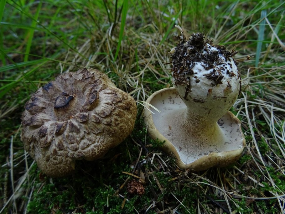 Гриб Саркодон черепитчатый