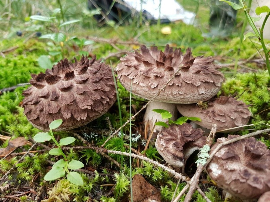 Ежовик пестрый Sarcodon imbricatus