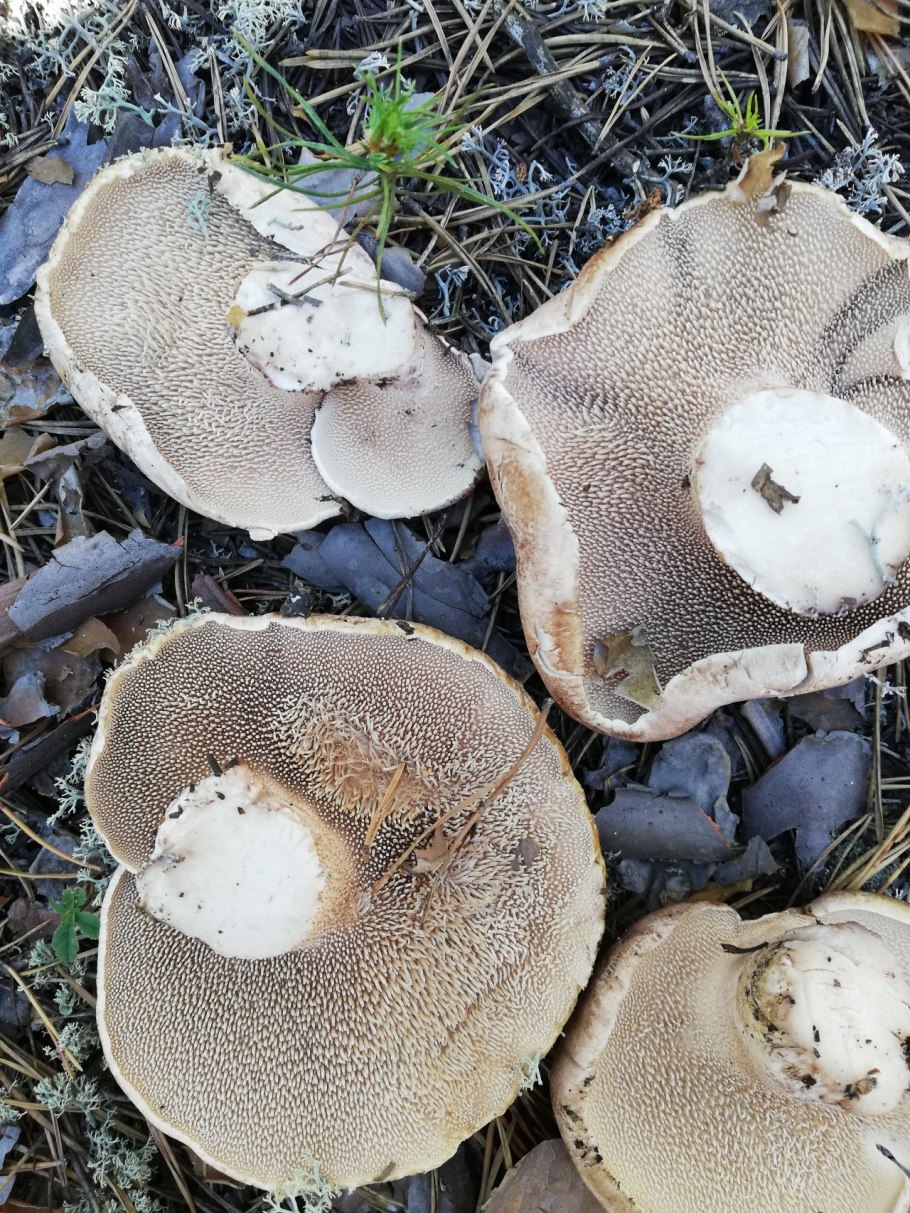 Гриб ежовик чешуйчатый