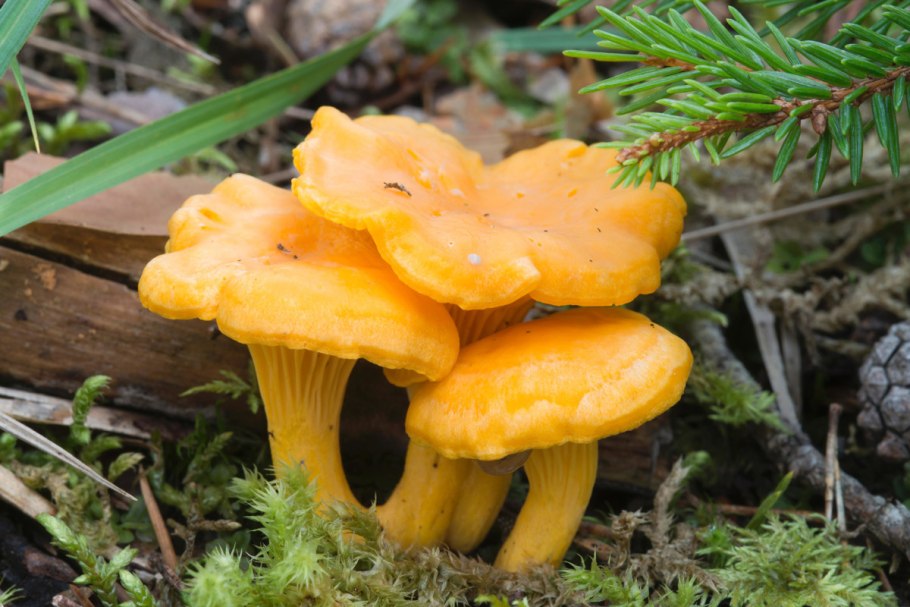 Лисичка желтая (Cantharellus cibarius)