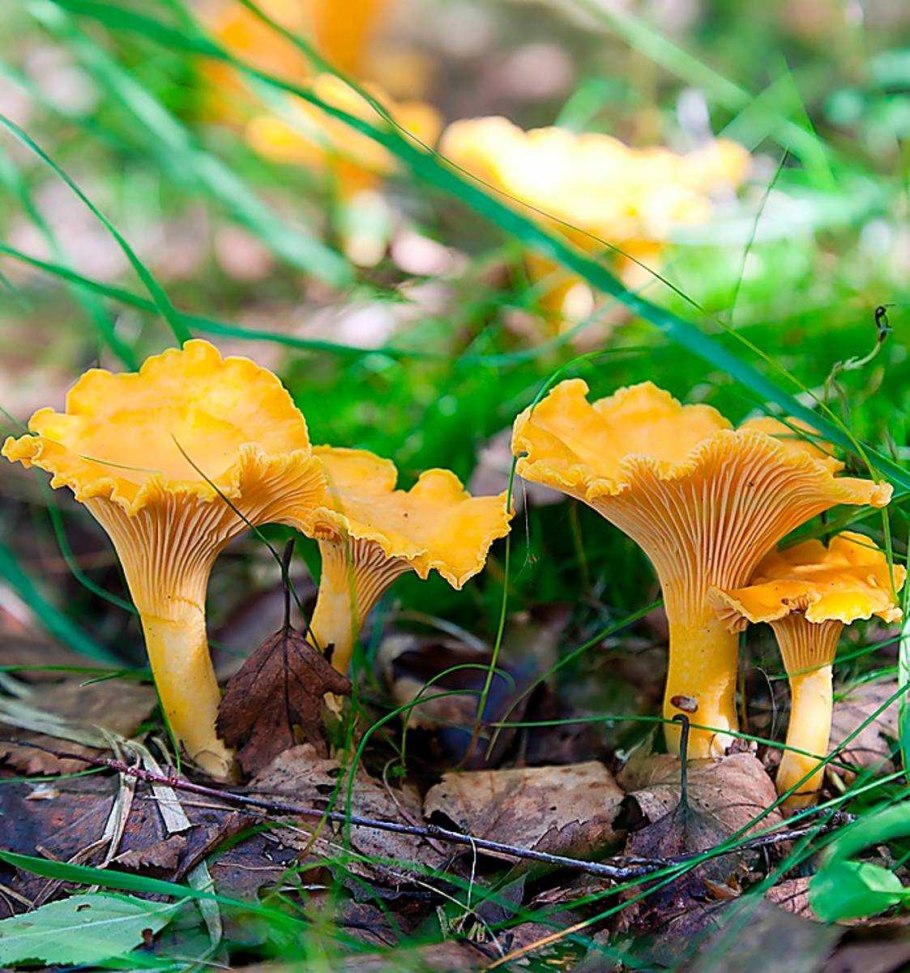 Керченские степные лисички грибы