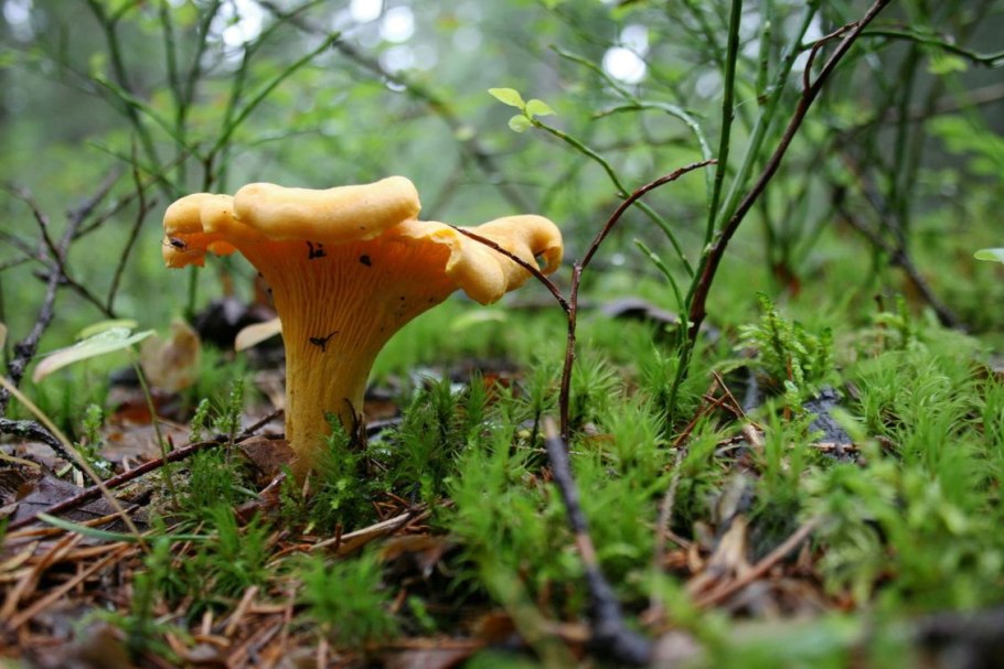 Грибы лисички