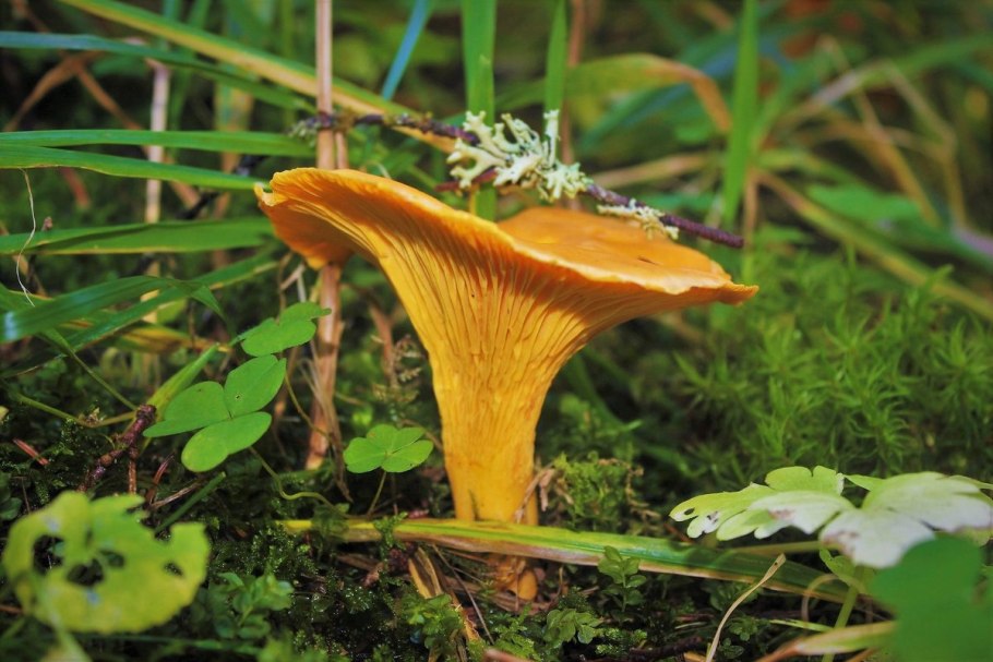 Лисичка киноварно-красная