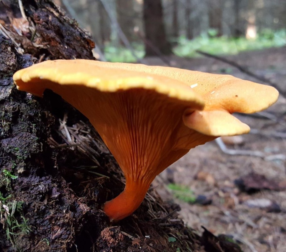 Лисички в тропиках грибы