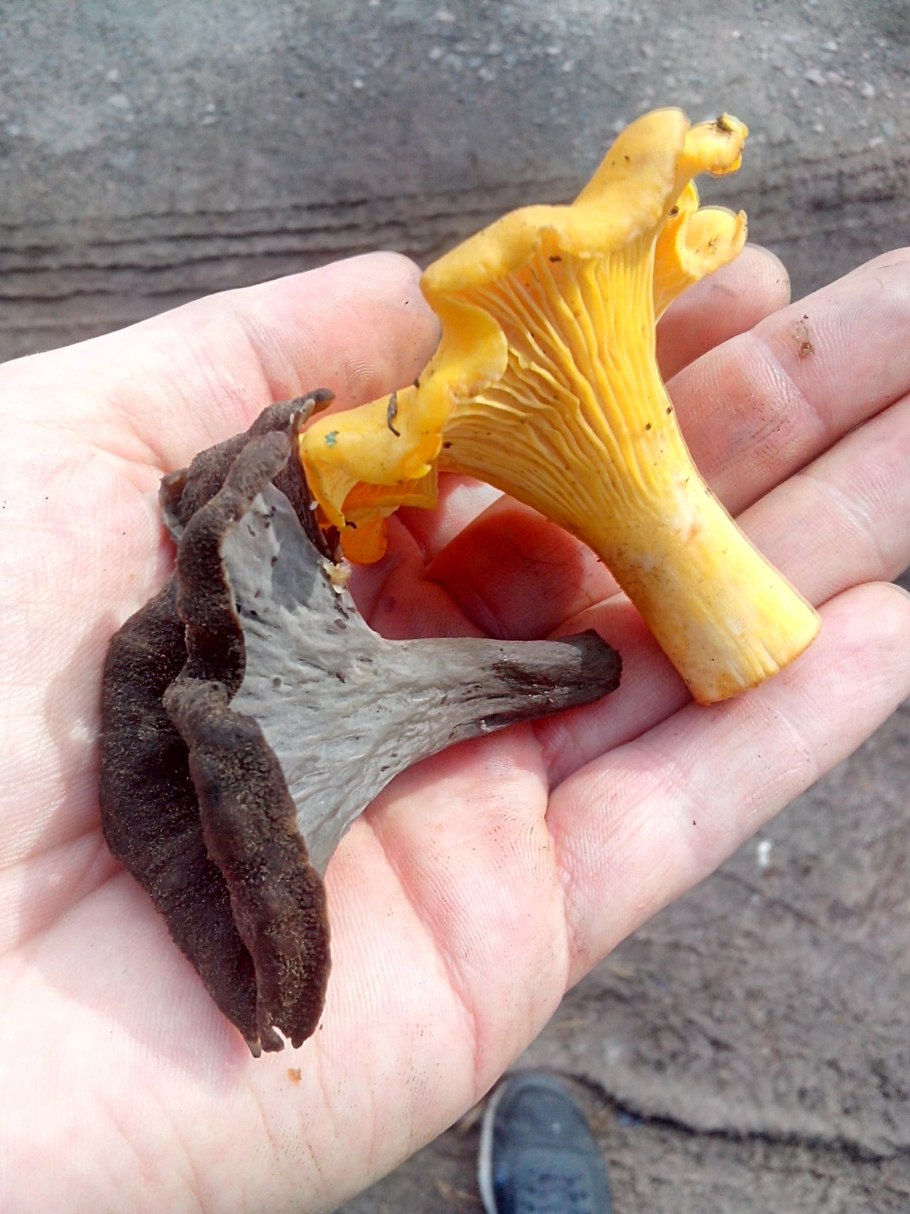 Лисичка обыкновенная гриб