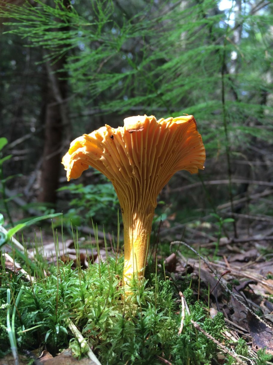 Лисичка гриб бледная съедобная