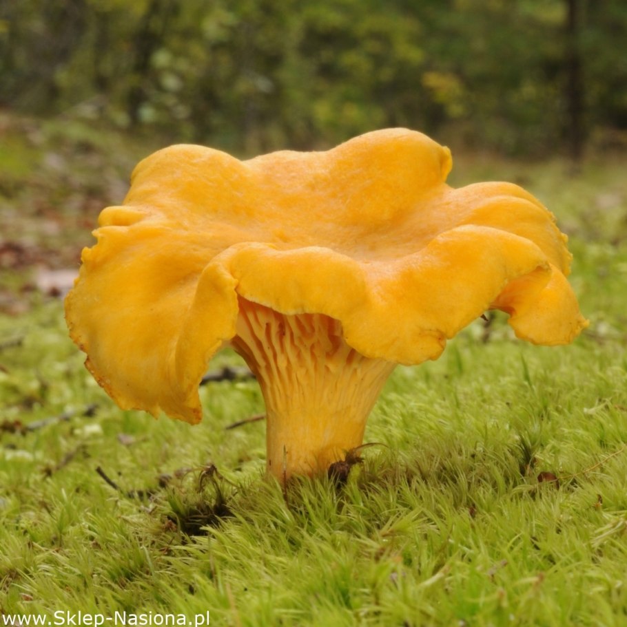 Cantharellus cibarius - Лисичка