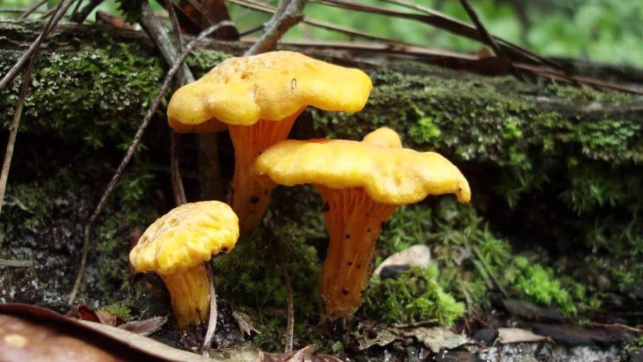 Лисички на дереве грибы