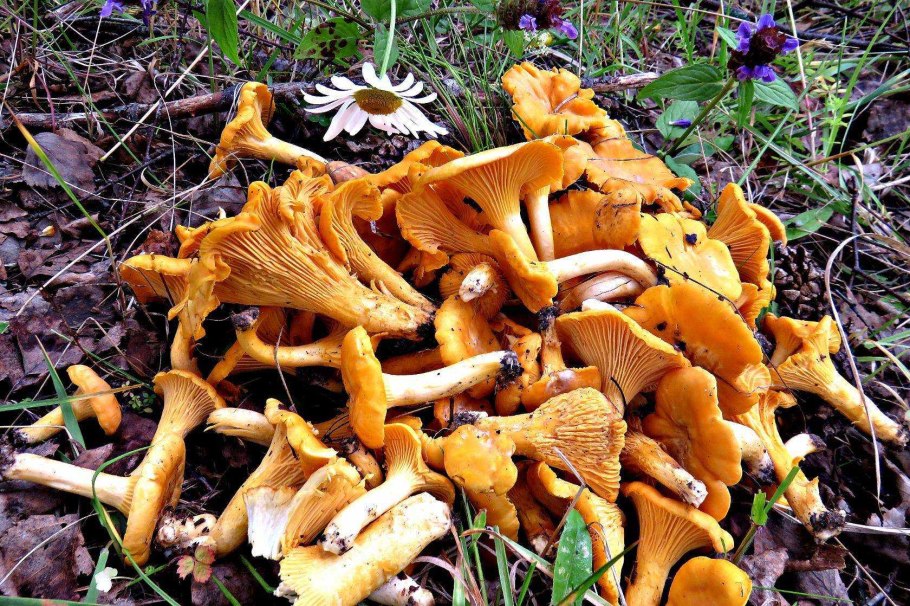 Cantharellus cibarius - Лисичка