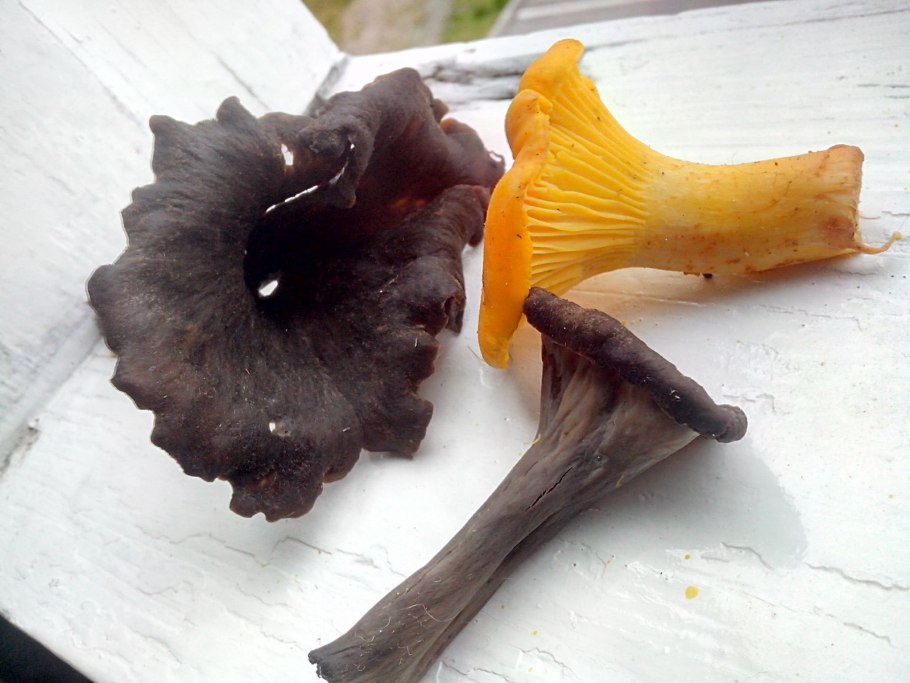 Царство грибов Лисичка