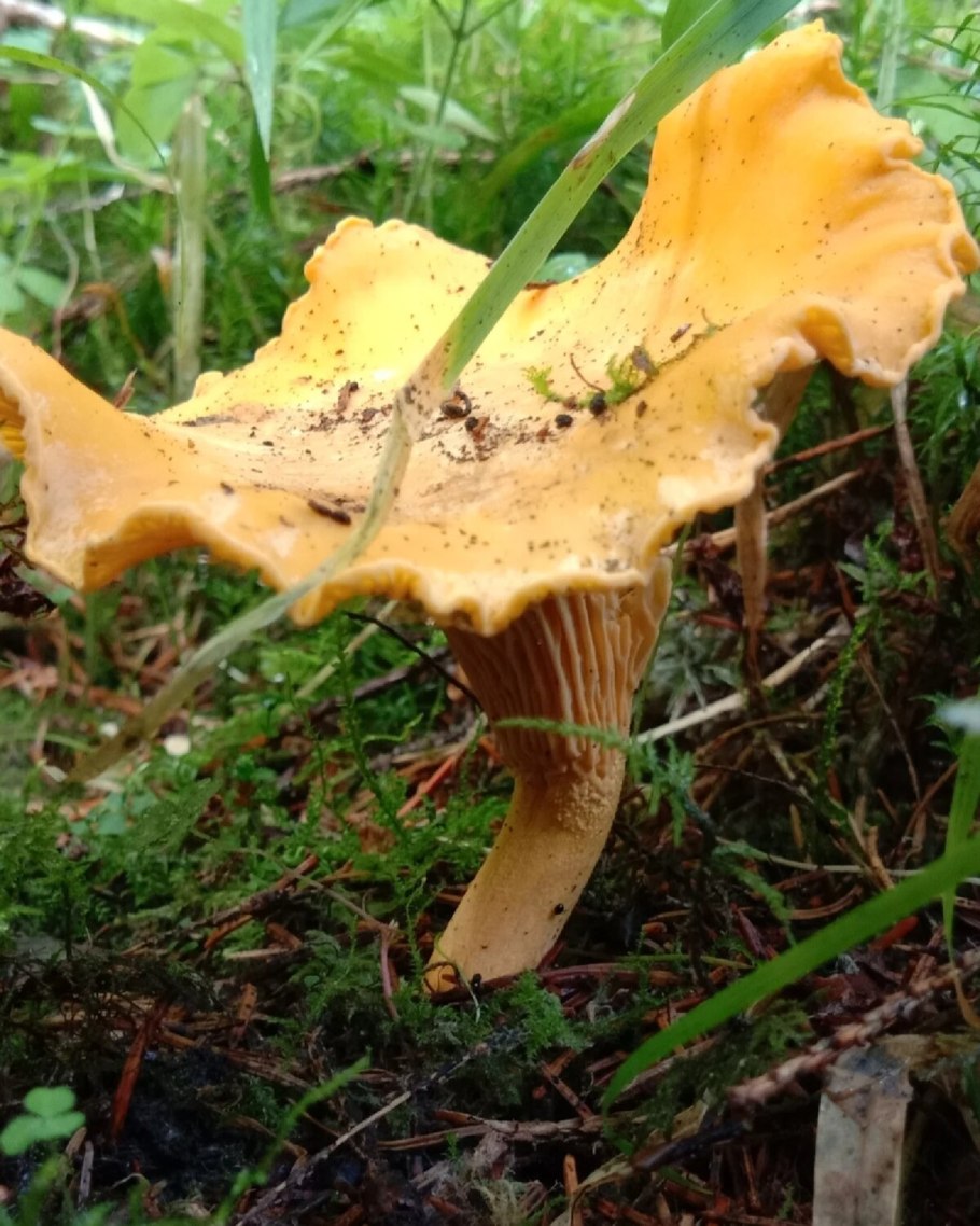 Cantharellus cibarius - Лисичка